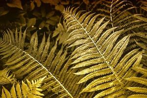 leaves of the fern against the background of the summer landscape. photo