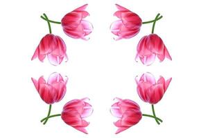 spring flowers tulips photo