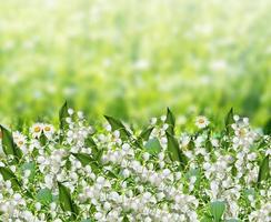 Background of flowers. photo