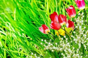 Spring flowers daffodils and tulips. lily of the valley photo