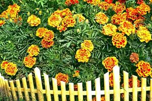 Colorful bright flowers marigold against the background of the summer landscape. photo