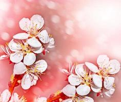 Spring landscape. Flowering branch of cherry photo
