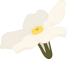 White forget me not flower hand drawn illustration. png