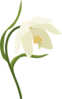 weiße kröte lilie blume handgezeichnete illustration. png