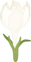 illustrazione disegnata a mano del fiore bianco della gardenia. png