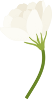 ilustração desenhada à mão de flor de jasmim. png