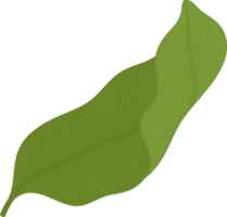 jasmine leaf hand drawn illustration. png