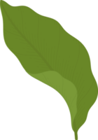 jasmine leaf hand drawn illustration. png