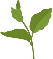 jasmine leaf hand drawn illustration. png