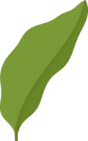 jasmine leaf hand drawn illustration. png