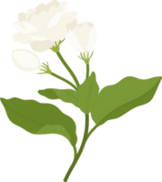 ilustração desenhada à mão de flor de jasmim. png