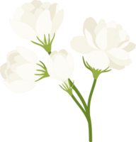 jasmine flower hand drawn illustration. png