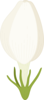 illustrazione disegnata a mano del fiore di gelsomino. png