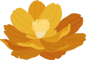 ilustração desenhada de mão laranja cosmos flor. png