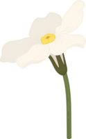 illustrazione disegnata a mano del fiore bianco non ti scordar di me. png