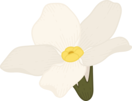 White forget me not flower hand drawn illustration. png