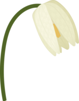 witte pad lily bloem hand getekende illustratie. png