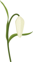 witte pad lily bloem hand getekende illustratie. png