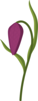 illustration dessinée à la main de fleur de lis de crapaud violet. png