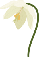 White toad lily flower hand drawn illustration. png