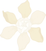 illustrazione disegnata a mano del fiore bianco della gardenia. png