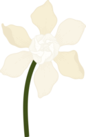 illustrazione disegnata a mano del fiore bianco della gardenia.