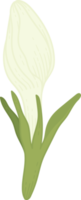 vit gardenia blomma handritad illustration. png