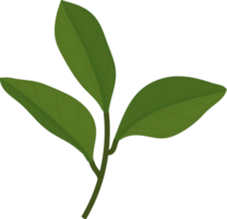 Gardenia leaf hand drawn illustration. png