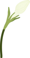 witte gardenia bloem hand getekende illustratie. png