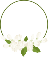 Wreath of jasmine flower illustration. png