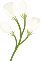 ilustração desenhada à mão de flor de jasmim. png