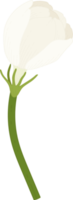 jasmijn bloem hand getekende illustratie. png