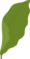 jasmine leaf hand drawn illustration. png