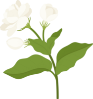 ilustração desenhada à mão de flor de jasmim. png