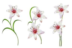 Flower lily isolated on white background. summer photo