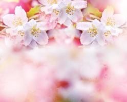 White jasmine. The branch delicate spring flowers photo