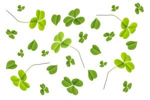 hojas de trébol verde aislado sobre fondo blanco. Día de San Patricio foto