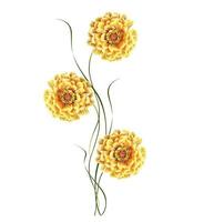 bright colorful flowers marigolds isolated on white background photo