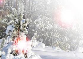 winter forest. Nature. photo