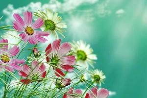 daisy flowers on blue sky background photo