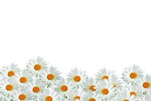 daisies summer white flower isolated on white background. photo