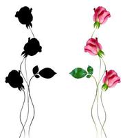 flower buds of roses isolated on white background photo