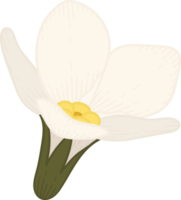 White forget me not flower hand drawn illustration. png