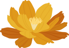 ilustración de dibujado a mano de flor de cosmos naranja. png