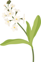 White forget me not flower hand drawn illustration. png