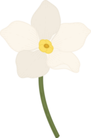 White forget me not flower hand drawn illustration. png