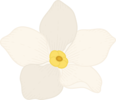 White forget me not flower hand drawn illustration. png