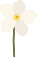 White forget me not flower hand drawn illustration. png