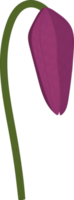 lila kröte lilie blume handgezeichnete illustration. png