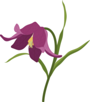 Purple Toad lily flower hand drawn illustration. png